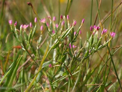 centaurium pulchellum