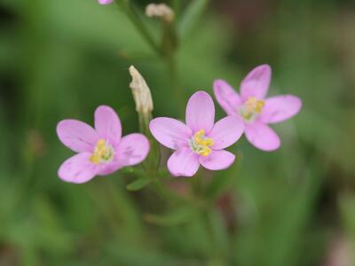 centaurium pulchellum detail