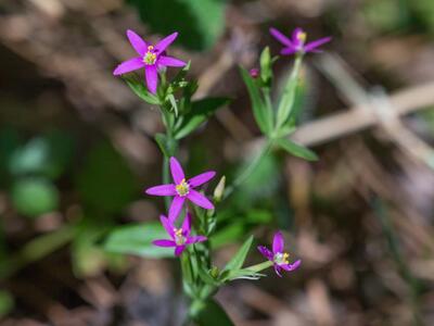 centaurium tenuiflorum