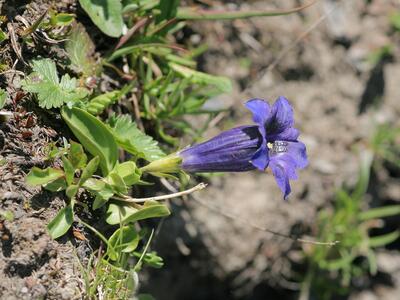 gentiana acaulis