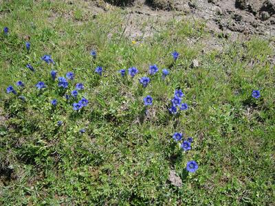 gentiana acaulis habitus