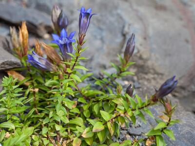 gentiana affinis