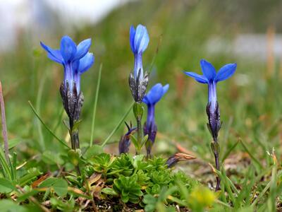 gentiana bavarica