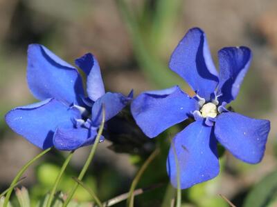 gentiana bavarica detail