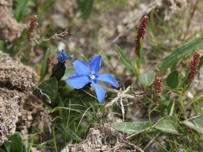 gentiana brachyphylla