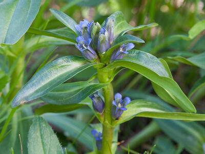 gentiana cruciata