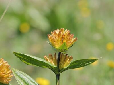 gentiana lutea