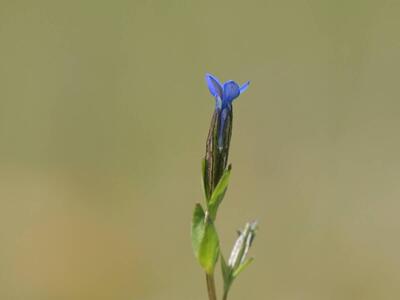 gentiana nivalis