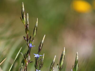 gentiana nivalis habitus