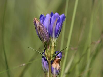 gentiana pneumonanthe