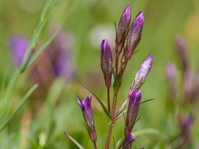 gentianella amarella