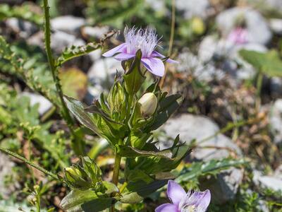 gentianella aspera