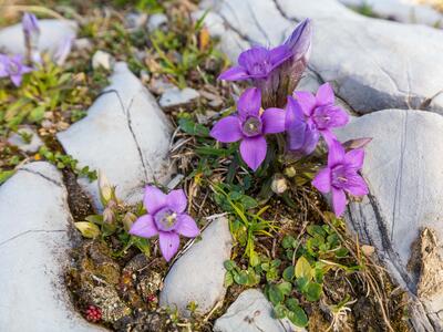 gentianella aspera detail