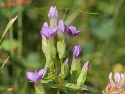 gentianella campestris