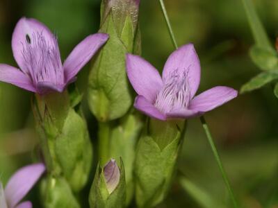 gentianella campestris detail