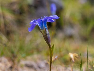 gentianella ciliata