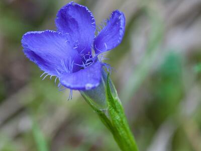 gentianella ciliata detail