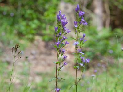 gentianella germanica