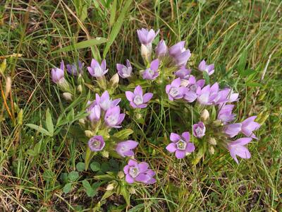 gentianella germanica habitus