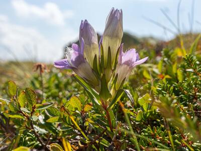 gentianella rhaetica