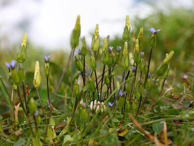 gentianella tenella