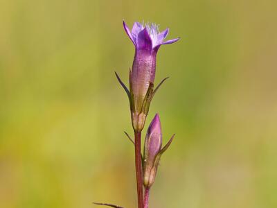 gentianella uliginosa