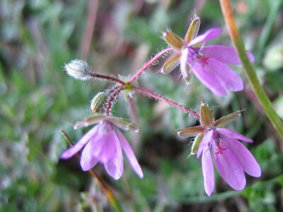 erodium cicutarium