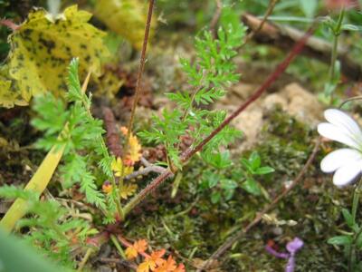 erodium cicutarium blatt