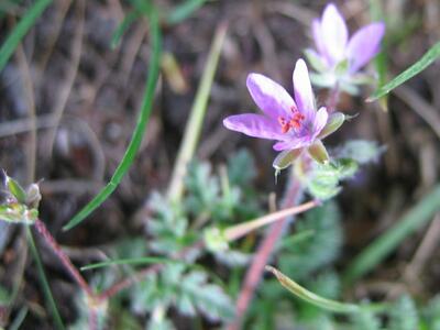 erodium cicutarium bluete