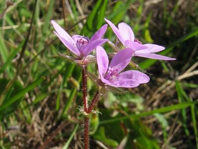 erodium lebelii habitus