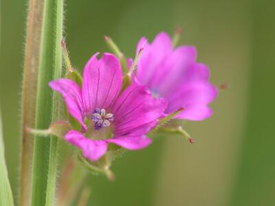 geranium dissectum