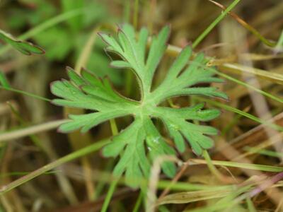 geranium dissectum blatt