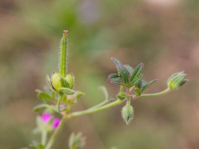 geranium dissectum frucht