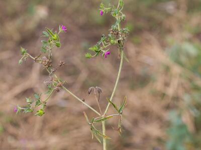 geranium dissectum habitus