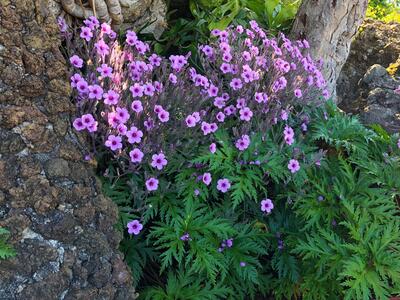 geranium maderense