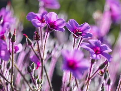 geranium maderense detail