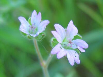 geranium molle