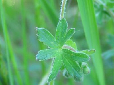 geranium molle blatt