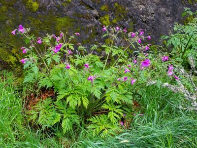 geranium palmatum