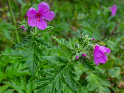 geranium palmatum detail