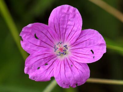 geranium palustre