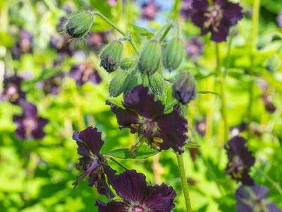 geranium phaeum