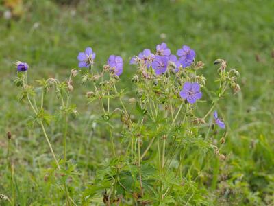 geranium pratense