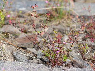 geranium purpureum