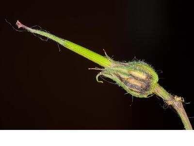 geranium purpureum frucht