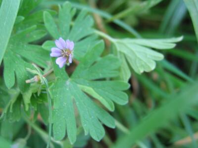 geranium pusillum