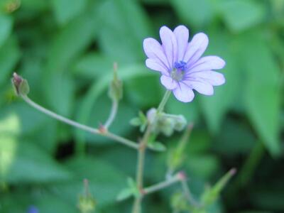 geranium pyrenaicum