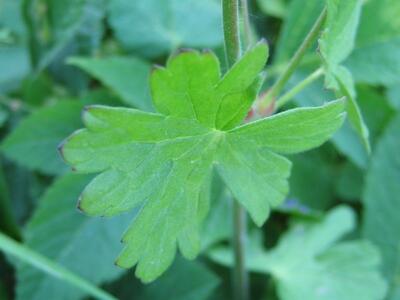 geranium pyrenaicum blatt