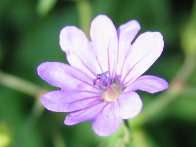 geranium pyrenaicum bluete