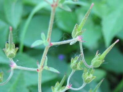 geranium pyrenaicum schnabel